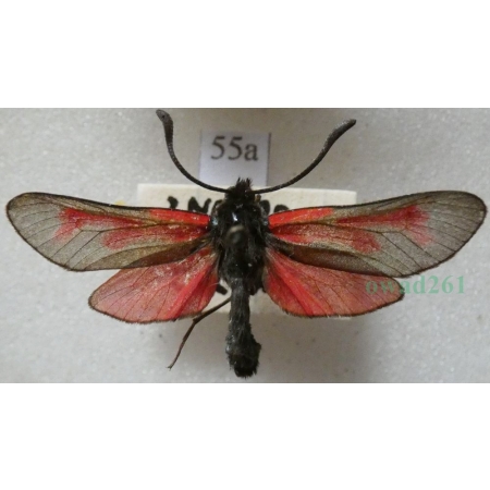Zygaena osterodensis Reiss, 1921 Czech55a